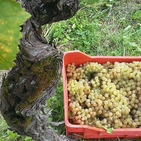 Farmstay Kmetija Stekar Kojsko 외부 사진