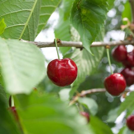Farmstay Kmetija Stekar Kojsko 외부 사진