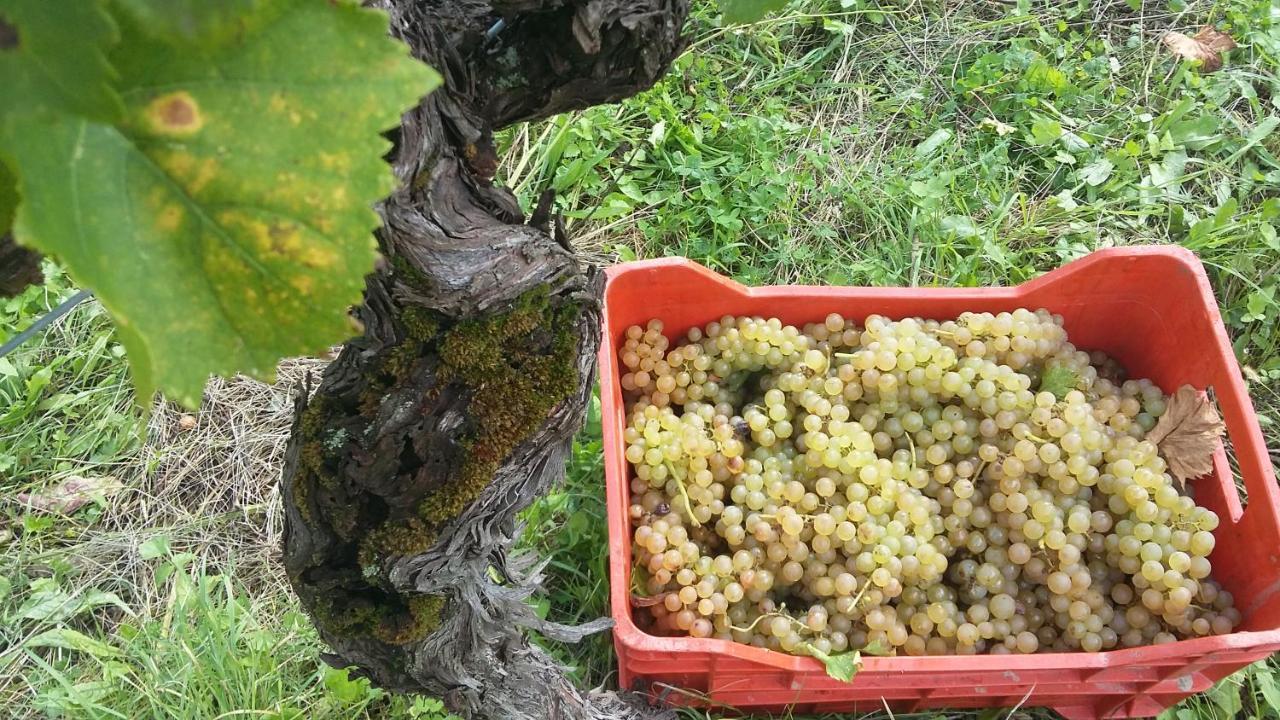 Farmstay Kmetija Stekar Kojsko 외부 사진
