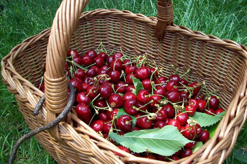 Farmstay Kmetija Stekar Kojsko 외부 사진