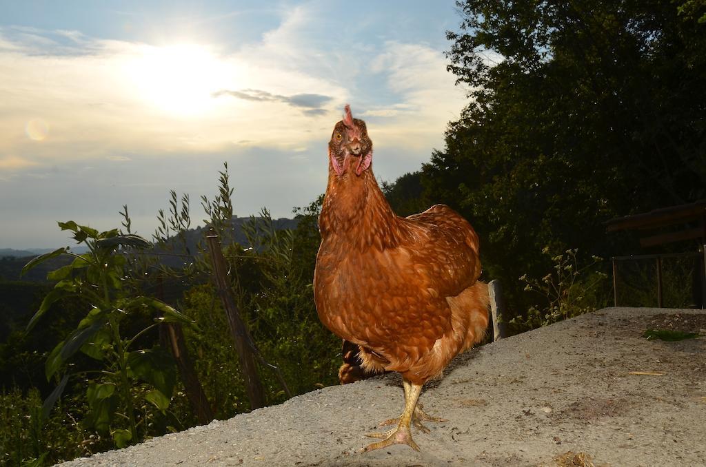 Farmstay Kmetija Stekar Kojsko 외부 사진